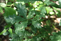 Quercus austrina