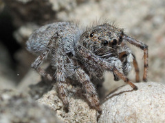 Attulus distinguendus