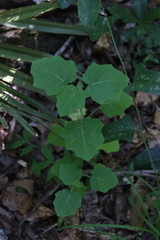Solanum viarum