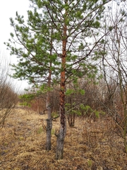 Pinus sylvestris