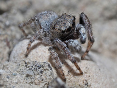 Attulus distinguendus