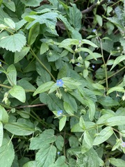 Memoremea scorpioides