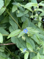 Memoremea scorpioides