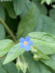 Memoremea scorpioides