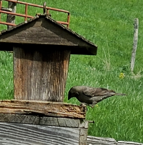 Brown-headed Cowbird photographed in Virginia