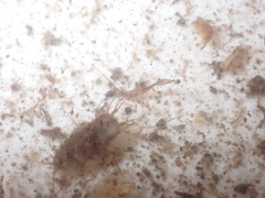 Asellus aquaticus