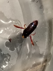 Hesperocorixa brimleyi