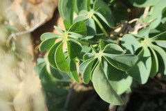 Adenia glauca