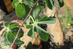 Adenia glauca