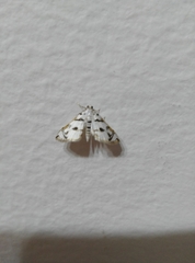 Lepidoptera