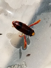 Hesperocorixa brimleyi