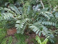 Encephalartos ferox