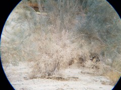 Psorothamnus spinosus