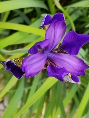 Iris sibirica