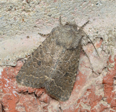 Protorthodes texicana