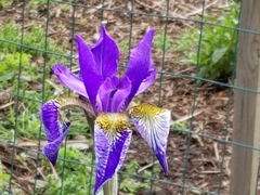 Iris sibirica