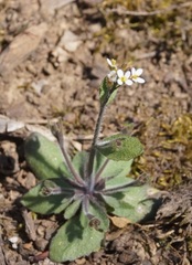 Arabis recta