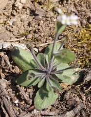 Arabis recta