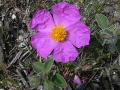 Cistus creticus eriocephalus