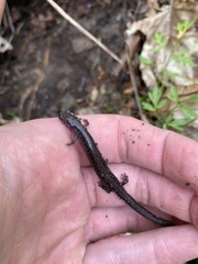 Plethodon electromorphus