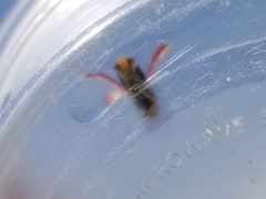 Hesperocorixa brimleyi