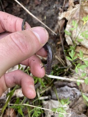 Plethodon electromorphus