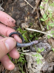 Plethodon electromorphus
