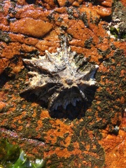 Scutellastra longicosta