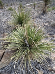 Dasylirion leiophyllum