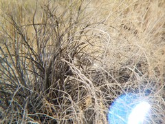 Zonotrichia leucophrys