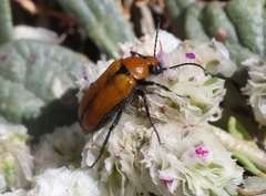 Nemognatha scutellaris