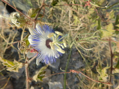Passiflora arida