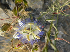 Passiflora arida