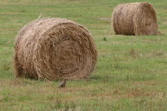 Alectoris rufa intercedens