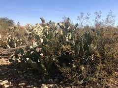Opuntia engelmannii engelmannii