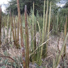 Dracaena pearsonii image