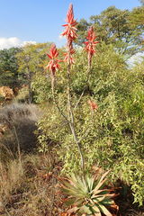 Aloe pretoriensis