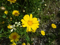 Coleostephus myconis