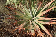 Aloe pretoriensis