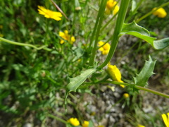 Coleostephus myconis