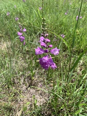 Physostegia pulchella