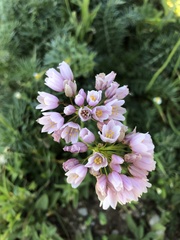 Allium roseum