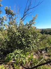 Brachylaena discolor