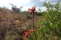 Aloe pretoriensis