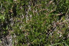 Epilobium oregonense