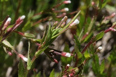 Epilobium oregonense