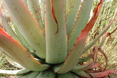 Aloe pretoriensis
