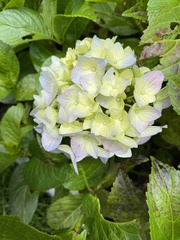 Hydrangea peruviana