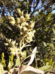 Brachylaena discolor