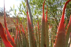 Aloe pretoriensis